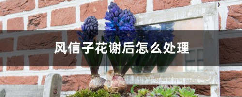 风信子花谢后怎么处理，能复花吗