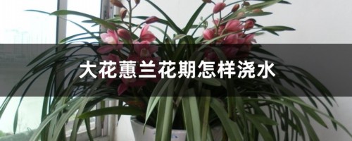 大花蕙兰花期怎样浇水