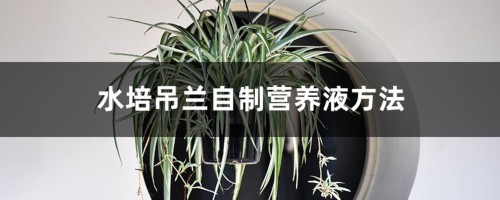 水培吊兰自制营养液