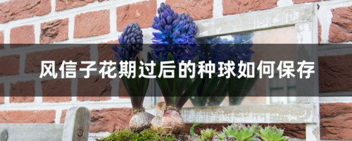 风信子花期过后的种球如何养保存